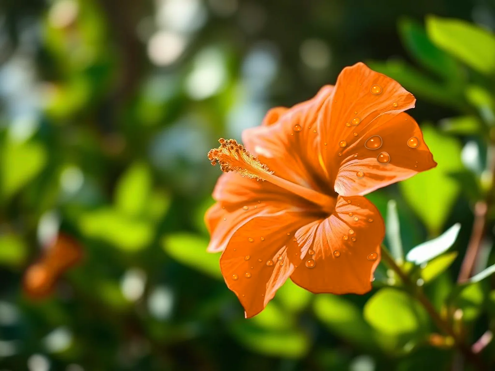 Close-up of an orange Kelau flower with fresh water drops, the island blossom at the centre of the Angaur State flag